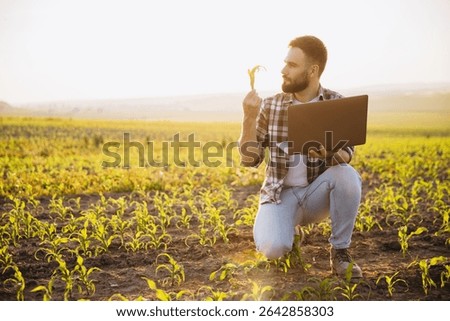 Agronomist analyzing corn crops while using a laptop in a cultivated field during a picturesque sunset, showcasing rural innovation