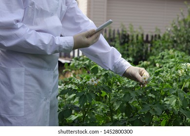 Agronomist captures flowers with smartphone's camera, using special program for analyzing plant changes. Female lab assistant in white coat studies growth of potato varieties on experimental territory - Powered by Shutterstock