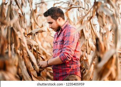 Agronomist Checking Corn If Ready For Harvest. Portrait Of Farmer