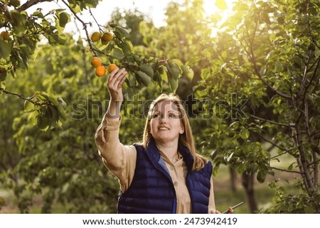 Similar – Image, Stock Photo Woman picking apples with basket in her hands