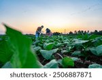 Agronomist collect data and advise farmers on soil management and crop production in cultivation of tobacco