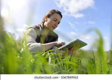 Agronomist In Crop Field Using Digital Tablet