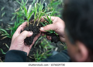 Agronomist Or Farmer Hands Are Checking The Seedling Into The Soil, Agro Industry Concept.