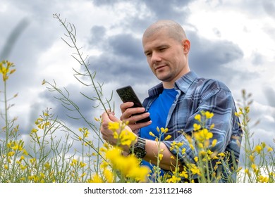 Agronomist or farmer standing in oilseed rape crop, using a mobile smartphone app for yield estimation in blooming and ripening rapeseed field. Canola plants in late spring.