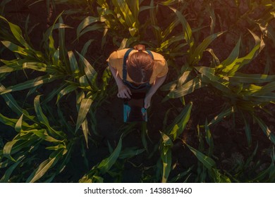 Agronomist Farmer Woman Using Tablet Computer In Corn Field. Aerial View Of Female Farm Worker In Maize Plantation With Modern Technology App Analyzing Crop Development, Top View From Drone Pov