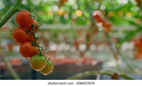 Agronomist harvesting red tomatoes in countryside greenhouse. Professional man farmer collecting fresh organic vegetables in farmland plantation. Ecological cultivation horticulture industry concept 