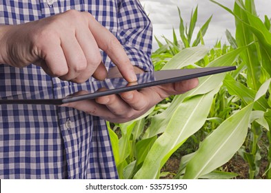 Agronomist holds tablet touch pad computer in the corn field and examining crops before harvesting. Agribusiness concept.