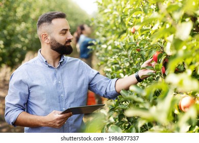 Agronomist inspecting orchard and using tablet, eco organic harvest and modern device. Cheerful young bearded farmer businessman with tablet on fruit trees plantation, checks apple, free space