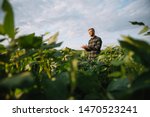 Agronomist inspecting soya bean crops growing in the farm field. Agriculture production concept. young agronomist examines soybean crop on field in summer. Farmer on soybean field