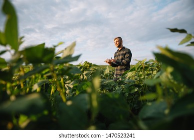 Agronomist inspecting soya bean crops growing in the farm field. Agriculture production concept. young agronomist examines soybean crop on field in summer. Farmer on soybean field - Shutterstock ID 1470523241