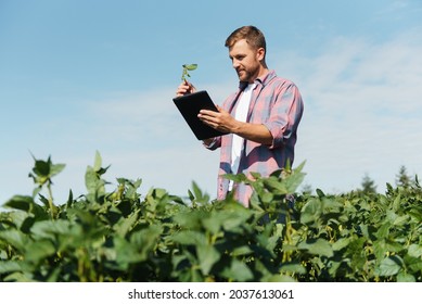 Agronomist inspecting soya bean crops growing in the farm field. Agriculture production concept. young agronomist examines soybean crop on field in summer. Farmer on soybean field - Shutterstock ID 2037613061
