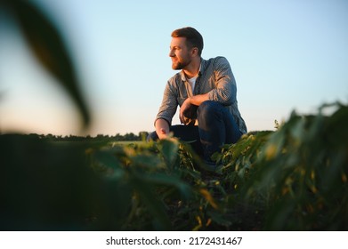 Agronomist inspecting soya bean crops growing in the farm field. Agriculture production concept. young agronomist examines soybean crop on field in summer. Farmer on soybean field - Shutterstock ID 2172431467