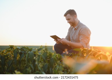 Agronomist inspecting soya bean crops growing in the farm field. Agriculture production concept. young agronomist examines soybean crop on field in summer. Farmer on soybean field - Shutterstock ID 2172431475