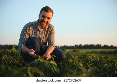 Agronomist inspecting soya bean crops growing in the farm field. Agriculture production concept. young agronomist examines soybean crop on field in summer. Farmer on soybean field - Shutterstock ID 2172782637