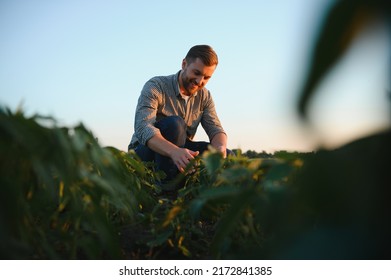 Agronomist inspecting soya bean crops growing in the farm field. Agriculture production concept. young agronomist examines soybean crop on field in summer. Farmer on soybean field - Shutterstock ID 2172841385