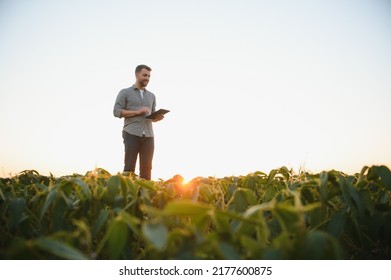 Agronomist inspecting soya bean crops growing in the farm field. Agriculture production concept. young agronomist examines soybean crop on field in summer. Farmer on soybean field - Shutterstock ID 2177600875