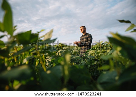 Agronomist inspecting soya bean crops growing in the farm field. Agriculture production concept. young agronomist examines soybean crop on field in summer. Farmer on soybean field 商業照片 © 