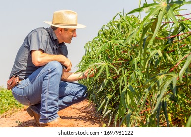 Agronomist inspects cassava crop in agricultural field - Agro concept - Farmer in cassava crop.