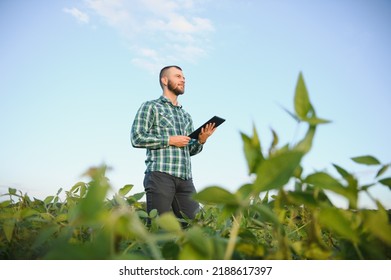 Agronomist inspects soybean crop in agricultural field - Agro concept - farmer in soybean plantation on farm.