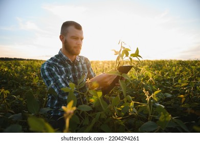 Agronomist inspects soybean crop in agricultural field - Agro concept - farmer in soybean plantation on farm. - Shutterstock ID 2204294261