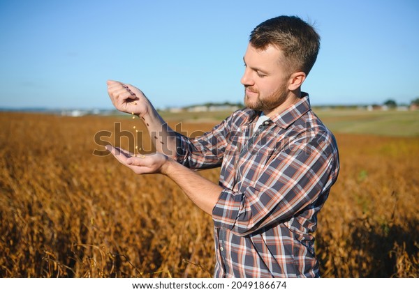 Agronomist inspects\
soybean crop in agricultural field - Agro concept - farmer in\
soybean plantation on\
farm.