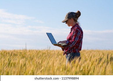 Agronomist keeps records standing in a wheat field.