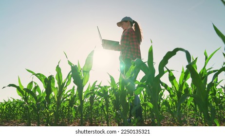 Agronomist on farm. Worker works on farm. Farmer woman in corn field works with computer, Business Farm. Agriculture concept. Farmer with laptop in green corn field. Modern digital technologies. - Shutterstock ID 2250135321
