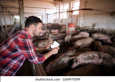 Agronomist With Pigs Domestic Animals. Farmer At Pig Farm Using Modern Application On His Tablet To Check Pigs Health Condition And Food Ration. Industrial And Meat Production. Cattle Farming.