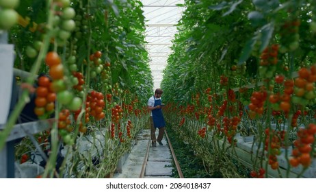 Agronomist researching tablet tomatoes farm production improving production. Man biologist collecting data growth green plants on plantation. Botanical science hydroponic irrigation concept - Shutterstock ID 2084018437