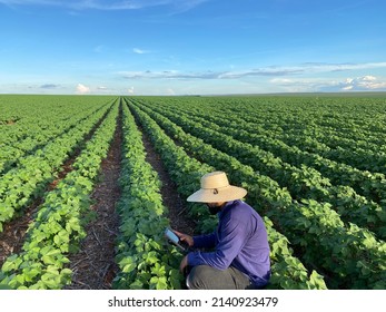 Agronomist With Tablet Monitoring Cotton Farm.