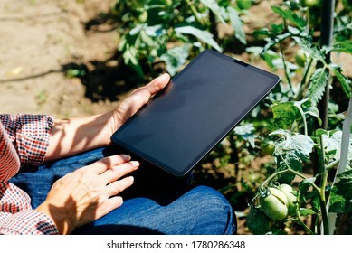 Agronomist using digital tablet for analysis of tomatoes plantation. Agriculture innovative technology concept