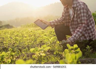 Agronomist Using a Tablet for read a report on the agriculture Field with copy space and vintage tone with selective focus,agriculture technology concept for a industrial.