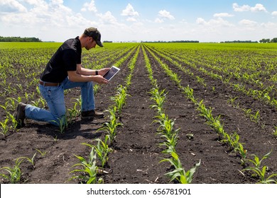 Agronomist Using Technology In Agricultural Corn Field