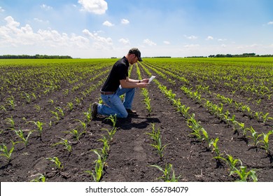 Agronomist Using Technology In Agricultural Corn Field