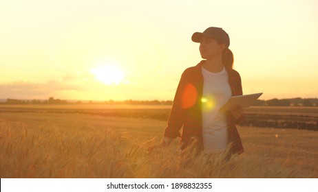 Agronomist woman farmer, business woman looks into a tablet in a wheat field. Modern technologists and gadgets in agriculture. Business woman working in the field. Farmer in wheat field at sunset. - Powered by Shutterstock