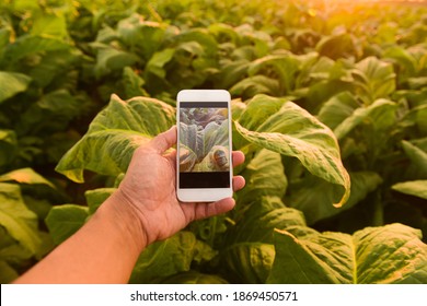 Agronomists Use Smartphones In Tobacco Fields. For Editing The Display Of Graphics In Smartphones