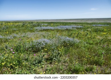 Agronomy. Long-stalked flax (Linum usitatissimum), Hawksbeard (Crepis sp.) bloom massively in large areas of dry steppe. Disturbed soils; derelict lands, long term fallow. Northern Black Sea Region.