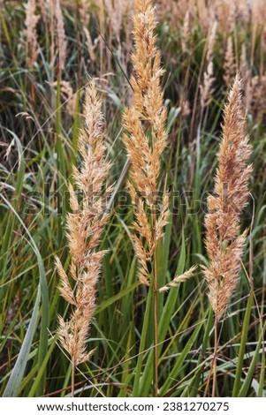 Agrostis gigantea top in meadow close up blurred background