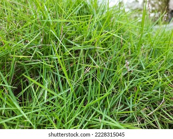 Agrostis stolonifera (creeping bent grass, creeping bent, fiorin, spreading bent, carpet bentgrass, rumput peking)