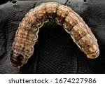 Agrotis ipsilon - Black Cutworm, curled - major crop pest. terrifying insect, Macro specimen