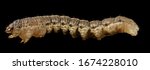 Agrotis ipsilon - Black Cutworm, side - major crop pest. terrifying insect, Macro specimen