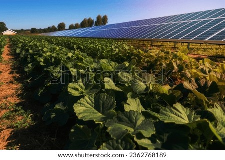 Agrovoltaic farm with solar panels above crops. Sustainable farming, crop growth under solar panels. Generative AI illustration