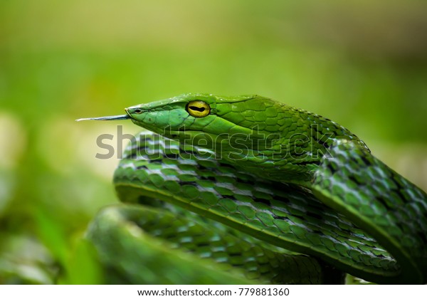 Ahaetulla Green Tree Snake Animals Wildlife Backgrounds