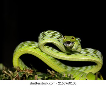 476 Snake of bangladesh Images, Stock Photos & Vectors | Shutterstock