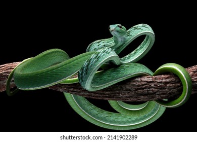 Ahaitulla prasina snake closeup on black background, animal closeup, Asian vine front view - Shutterstock ID 2141902289