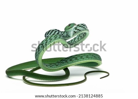 Ahaitulla prasina snake closeup on white background, animal closeup, Asian vine front view