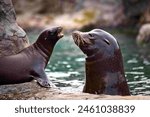 Ahdult sealion animals are lighter in color than most sea lions, ranging from pale yellow to tawny and occasionally reddish. Steller sea lion pups are born almost black, weighing around 23 kg 51.