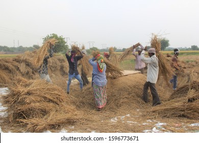 5,585 India rice plantation Images, Stock Photos & Vectors | Shutterstock