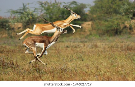 Gazelle Jumping Images, Stock Photos 