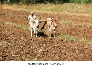 Ahmedabad, GUJARAT, INDIA 13 NOVEMBER 2019 : Unidentified Indian Farmer Working With Bull At His Farm, An Indian Farming Scene.